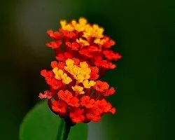 Lantana camara
