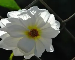  Dahlia sp