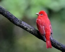 Piranga rubra