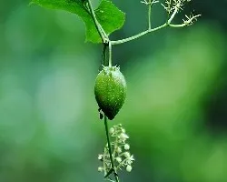 Sechium tacaco 