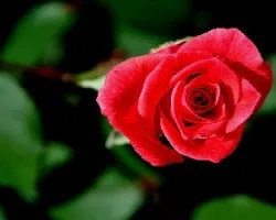Rosa.