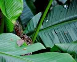 Ardilla