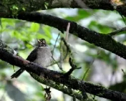 Turdus assimilis
