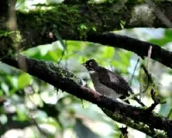 Turdus assimilis
