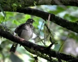 Turdus assimilis