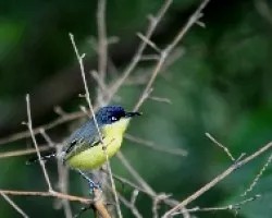 Todirostrum cinereum