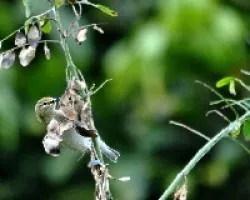 Oreothlypis peregrina