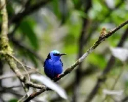 Cyanerpes cyaneus