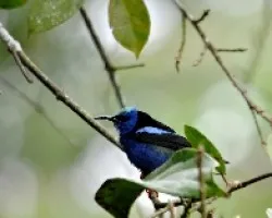 Cyanerpes cyaneus