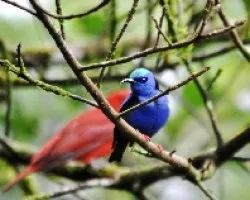 Cyanerpes cyaneus