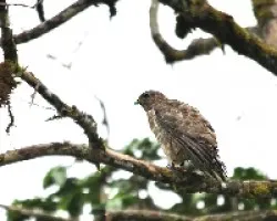 Buteo platypterus