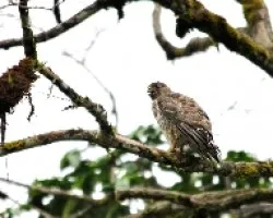 Buteo platypterus