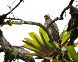 Buteo platypterus