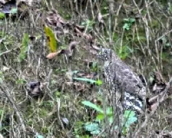 Buteo platypterus
