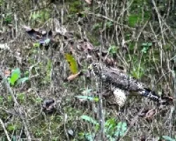 Buteo platypterus