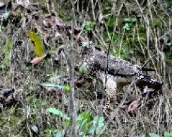 Buteo platypterus