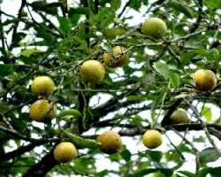 Citrus limettioides
