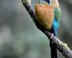 Momotus momota