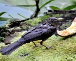 Turdus grayi