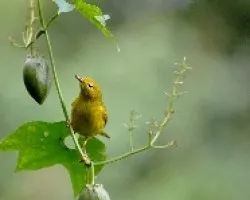 Setophaga petechia