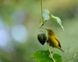Setophaga petechia