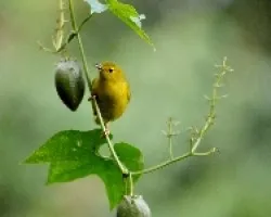 Setophaga petechia