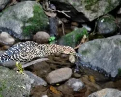 Tigrisoma mexicanum