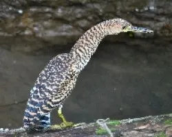 Tigrisoma mexicanum