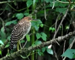 Tigrisoma mexicanum