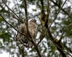 Buteo platypterus