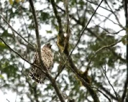 Buteo platypterus
