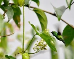 Colibri .