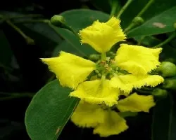 Stigmaphyllon littorale