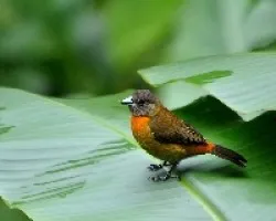 Ramphocelus costaricensis