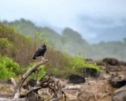 Buteogallus anthracinus.