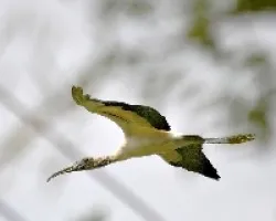 Mycteria americana