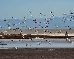 Aves marinas