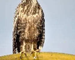 Buteogallus anthracinus