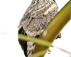 Buteogallus anthracinus