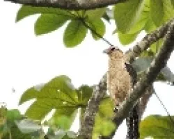 Milvago chimachima