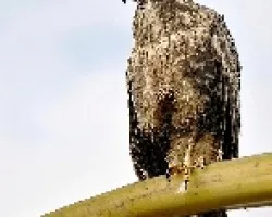Buteogallus anthracinus