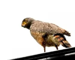 Buteo magnirostris
