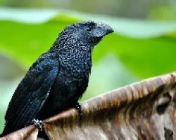 Crotophaga ani