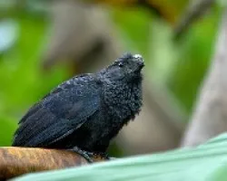 Crotophaga ani