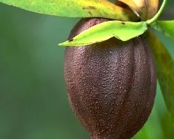 Rhizophora mangle