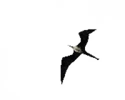 Fregata magnificens