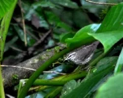 Seiurus motacilla