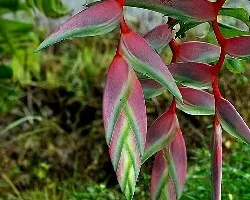 Heliconia rostrata