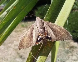 polilla