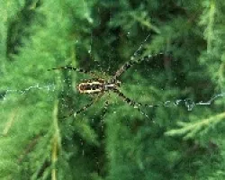 Argiope bruennichi